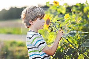 Adorable little blond kid boy on summer sunflower field outdoors. Cute preschool child having fun on warm summer evening