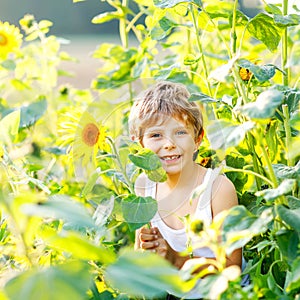 Adorable little blond kid boy on summer sunflower field outdoors. Cute preschool child having fun on warm summer evening