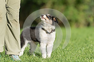 Adorable little border collie puppy is looking up to his owner tall