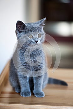 Adorable little british kitten