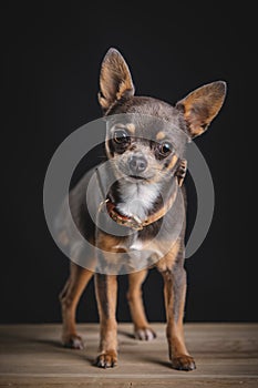 Adorable little Chihuahua posing in the studio