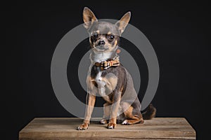 Adorable little Chihuahua posing in the studio