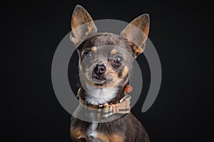 Adorable little Chihuahua posing in the studio