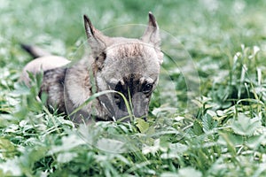 Adorable little dog eating grass outdoors, cute grey puppy portait lying in the grass in the park, animal food concept