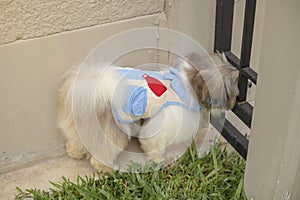 Adorable little dog looking away in the garden