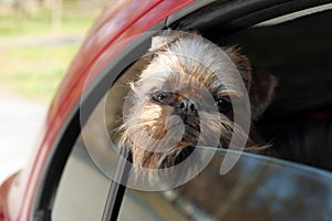 Adorable little dog looking out from car window