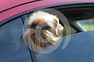 Adorable little dog looking out from car window