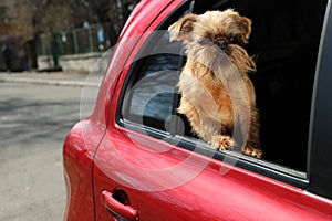 Adorable little dog looking out from car window