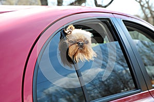 Adorable little dog looking out from car window