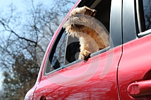 Adorable little dog looking out from car window. Exciting travel