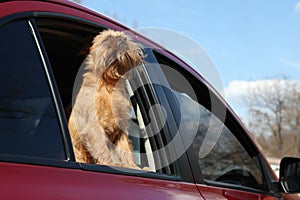 Adorable little dog looking out from car window, low angle view