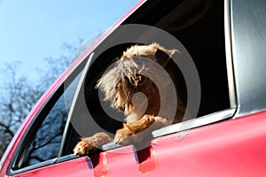 Adorable little dog looking out from car window, low angle view