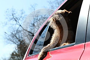 Adorable little dog looking out from car window, low angle view