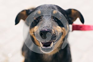 Adorable little dog portrait in sunny street, happy homeless doggy