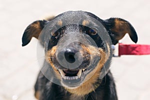 Adorable little dog portrait in sunny street, happy homeless doggy