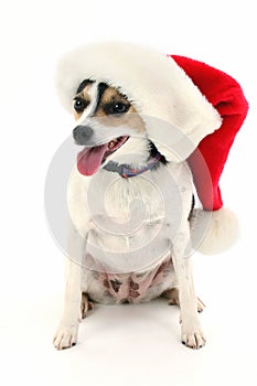 Adorable Little Dog In Santa Hat