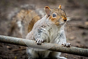 Adorable little Eastern gray squirrel perched atop a metal pole, front paws gently gripping a branch