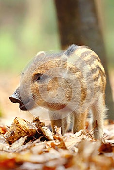 Adorable little european wild boar baby