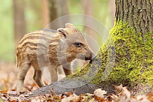 Adorable little european wild boar baby