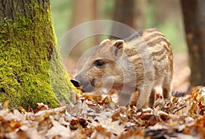 Adorable little european wild boar baby