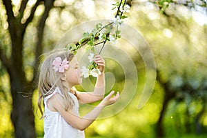 Adorable little girl in blooming apple tree garden on beautiful spring day.