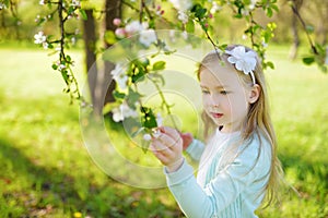 Adorable little girl in blooming apple tree garden on beautiful spring day. Cute child picking apple tree flowers at spring