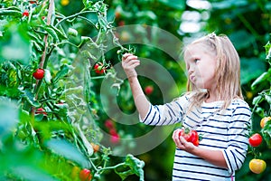 Adorable little girl collecting crop cucumbers and tomatoes in greenhouse