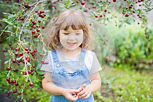 Adorable little girl eating cherry from cherry-tree in the orchard