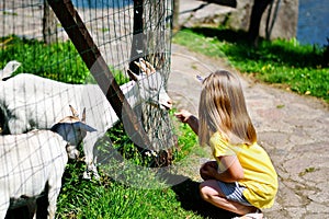 Adorable little girl feeding a goat at the zoo on hot sunny summer day