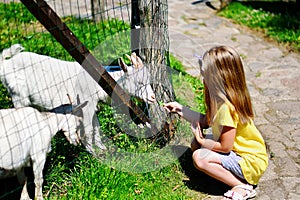 Adorable little girl feeding a goat at the zoo on hot sunny summer day