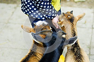 Adorable little girl feeding a goat at the zoo on hot sunny summer day