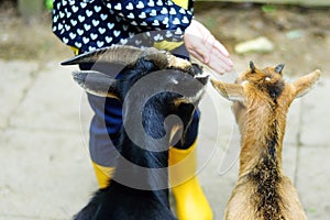 Adorable little girl feeding a goat at the zoo on hot sunny summer day