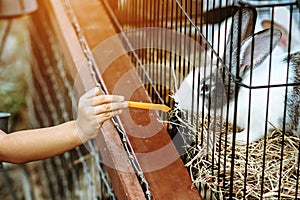 Adorable little girl feeding rabbit at farm. Kid feeding and petting rabbits outside during spring time in ranch. Child