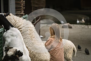 Adorable little girl hugs cute white sheep in the farmland. Happy little caucasian girl petting a sheep at the farm