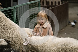Adorable little girl hugs cute white sheep in the farmland. Happy little caucasian girl petting a sheep at the farm