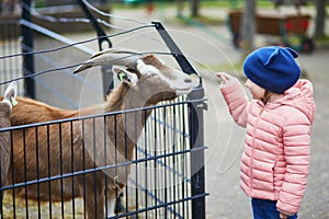 Adorable little girl playing with goats and sheep at farm