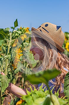 Adorable little girl in straw hat, blue plaid summer dress in a field countryside. Child with long hair smells sunflower.