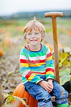 Adorable little kid boy picking pumpkins on Halloween pumpkin patch.