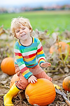 Adorable little kid boy picking pumpkins on Halloween pumpkin patch.