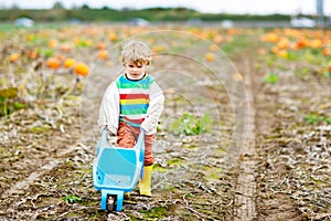 Adorable little kid boy picking pumpkins on Halloween pumpkin patch.