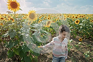 Adorable little kid boy on summer sunflower field outdoor. Happy child sniffing a sunflower flower on green field