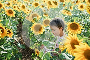 Adorable little kid boy on summer sunflower field outdoor. Happy child sniffing a sunflower flower on green field
