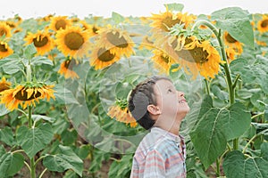 Adorable little kid boy on summer sunflower field outdoor. Happy child sniffing a sunflower flower on green field