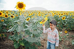 Adorable little kid boy on summer sunflower field outdoor. Happy child sniffing a sunflower flower on green field.