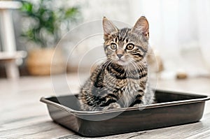 Adorable little kitten in litter box indoors. Toilet training for cat. Pet care concept.