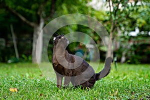 Adorable little kitten playing outdoor in the grass. Cute funny cat hunting in nature outdoor.
