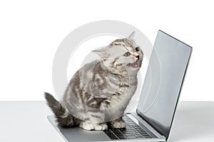 adorable little kitten sitting on laptop with blank screen