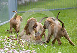 Adorable little puppies playing