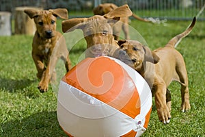 Adorable little puppies playing with a ball