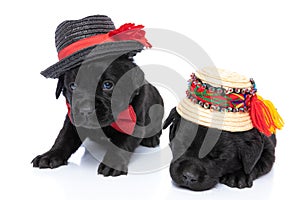 Adorable little puppies wearing black and traditional hats